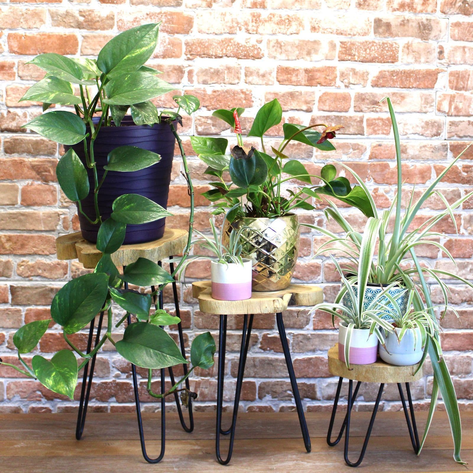 Set of 3 Gamal Wood Plant Stands – Natural | Kaiku